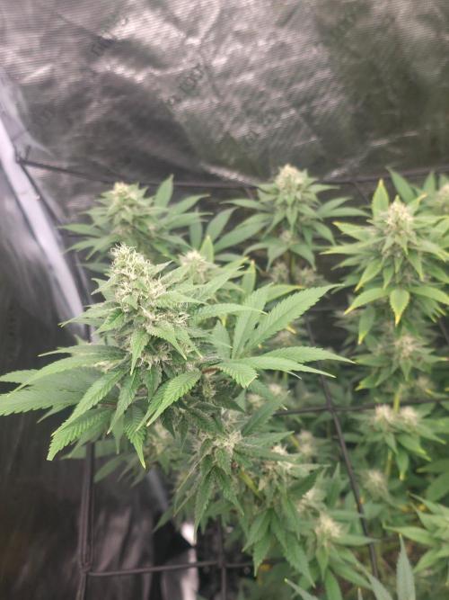 Critcal Mass. Week 9