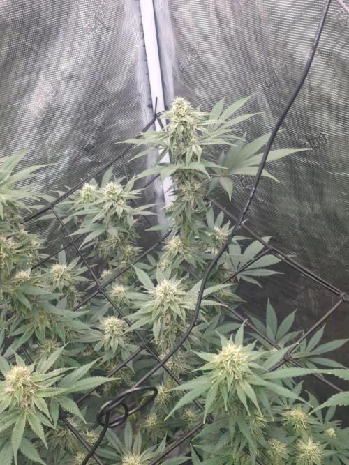 Critcal Mass. Week 9