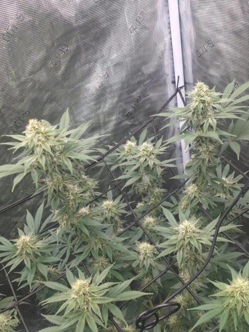 Critcal Mass. Week 9