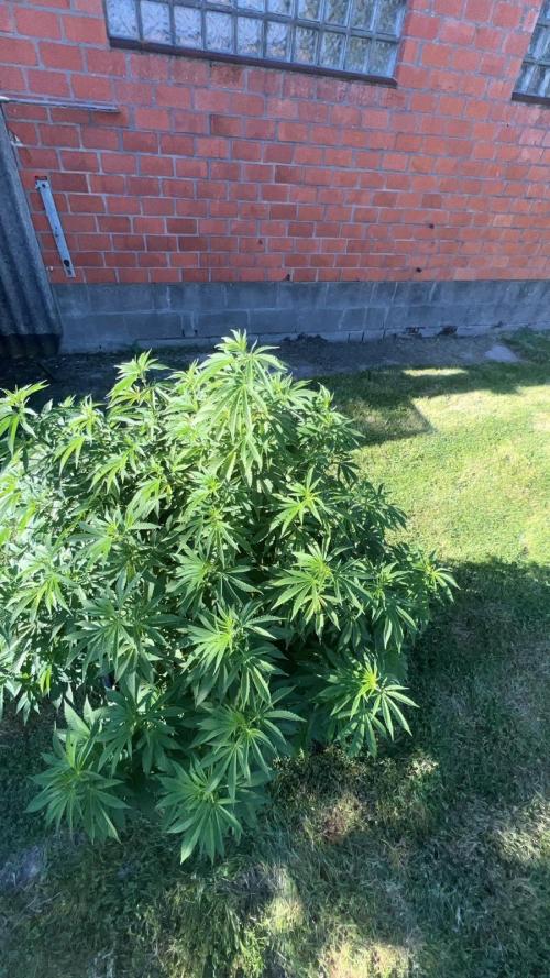 Giant Tree. Week 10