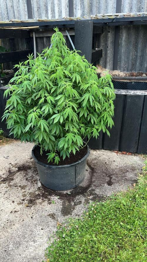 Giant Tree. Week 10