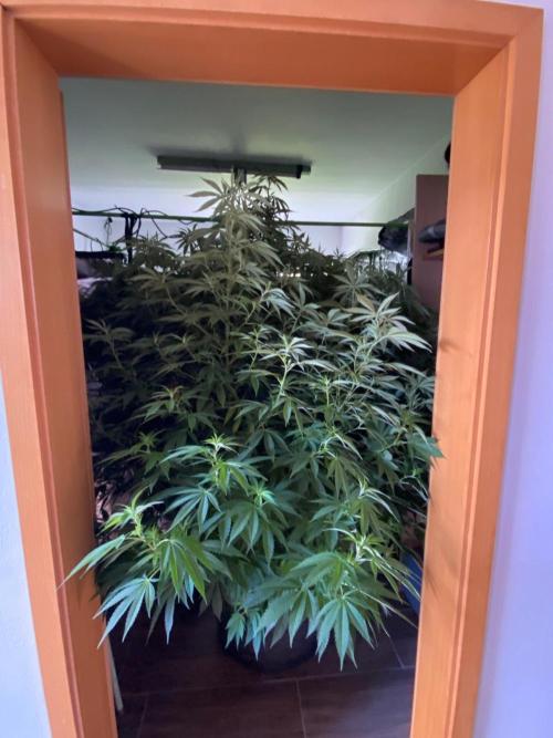 Giant Tree. Week 20