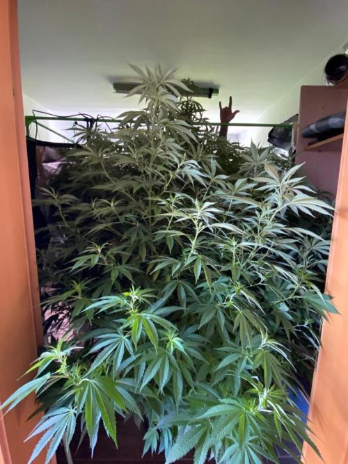 Giant Tree. Week 20