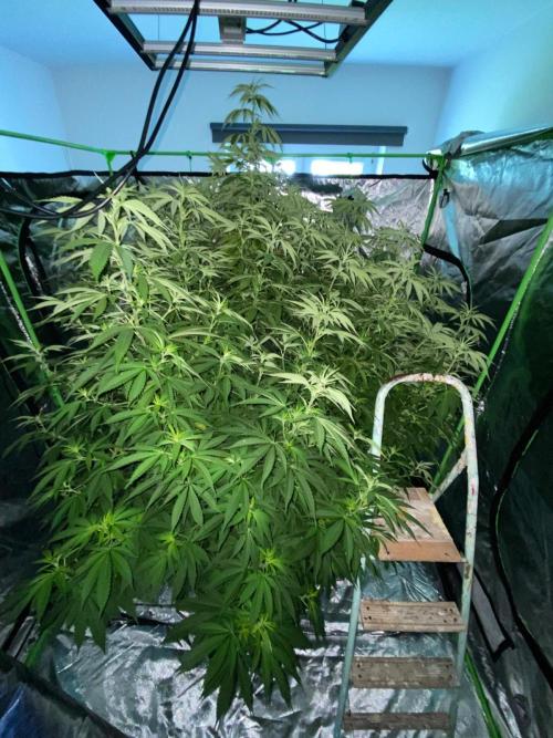 Giant Tree. Week 20