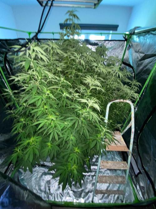 Giant Tree. Week 20