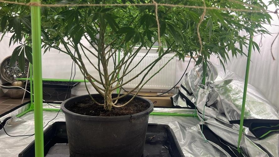 Giant Tree. Week 22