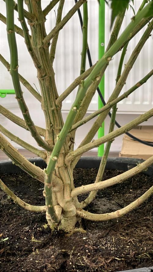 Giant Tree. Week 22