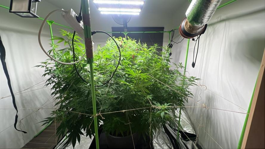 Giant Tree. Week 22