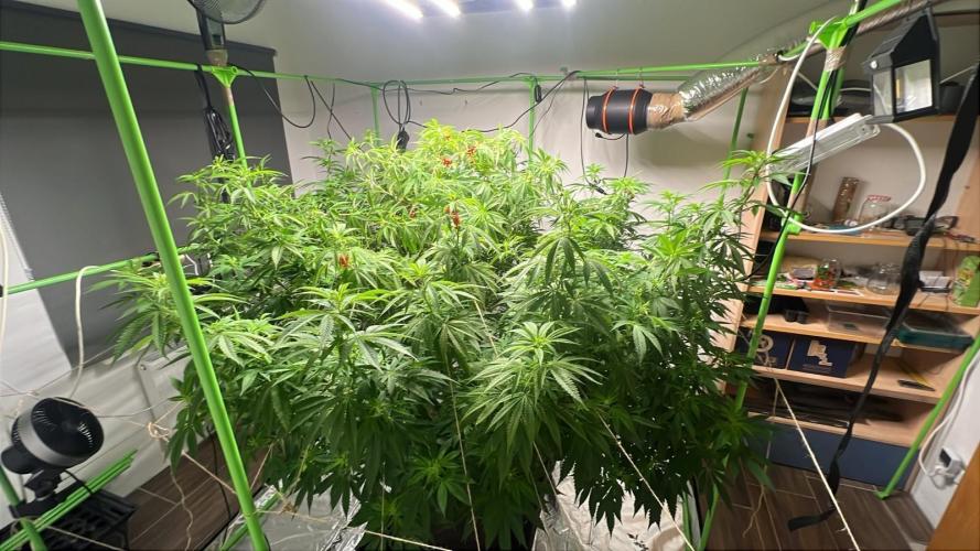 Giant Tree. Week 22