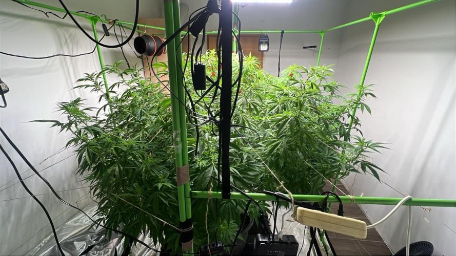 Giant Tree. Week 22