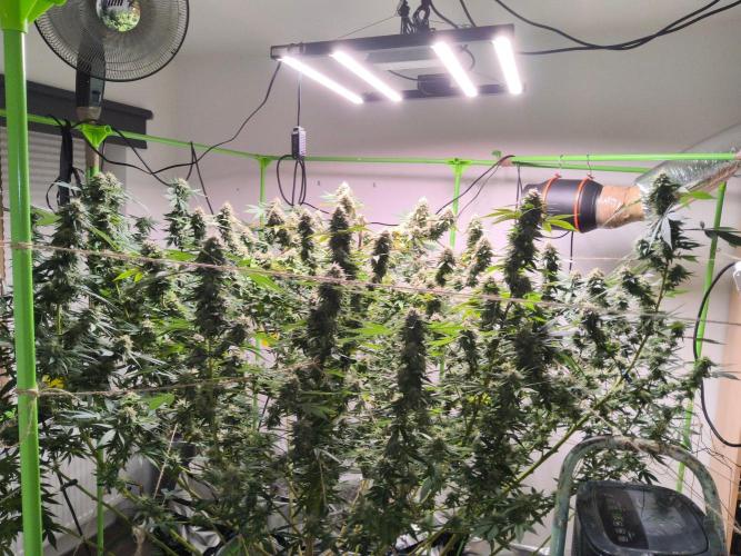 Giant Tree. Week 28