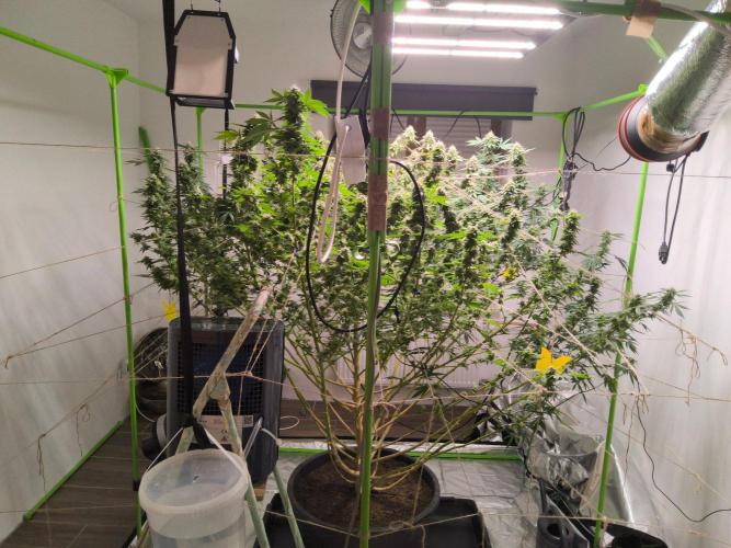 Giant Tree. Week 28