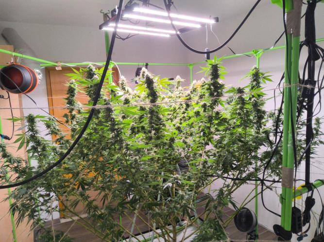 Giant Tree. Week 28