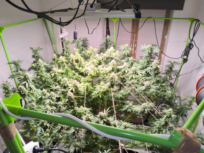 Giant Tree. Week 28