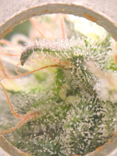 Giant Tree. Week 28