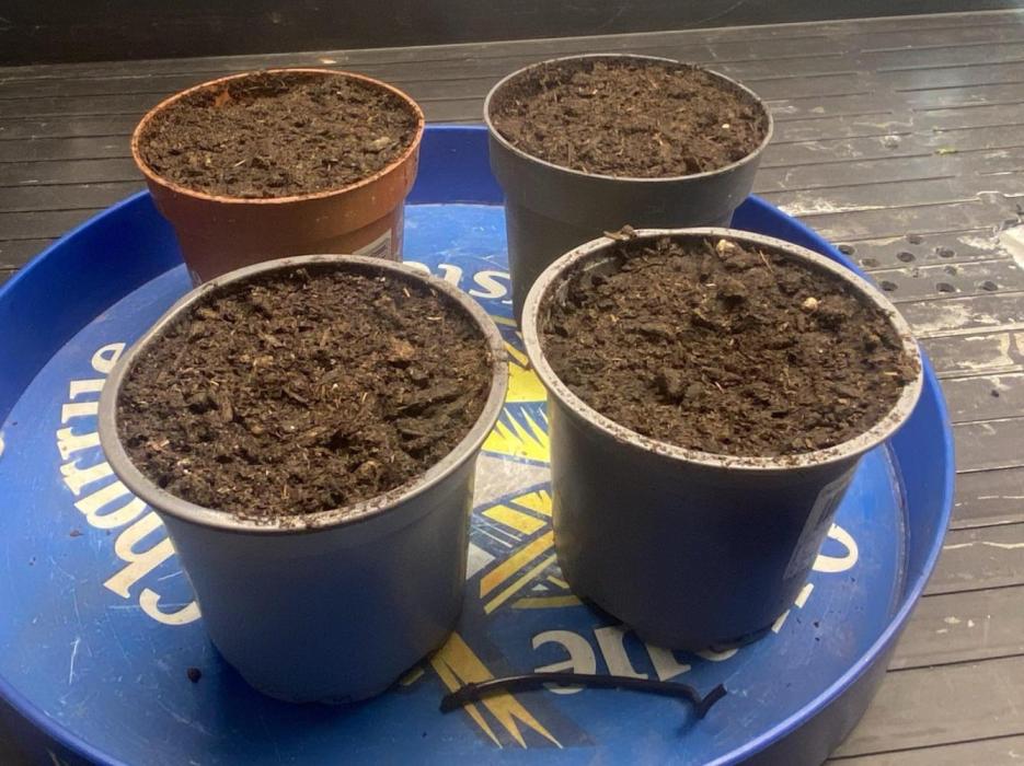 BoomChakalaka. Week 0 - Germination, the two pots in the background are flowers 