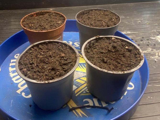 London Mint Cake. Week 0