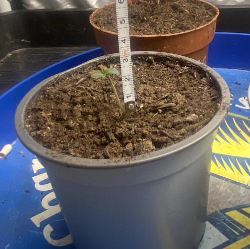 BoomChakalaka. Week 1 - Size of number 2