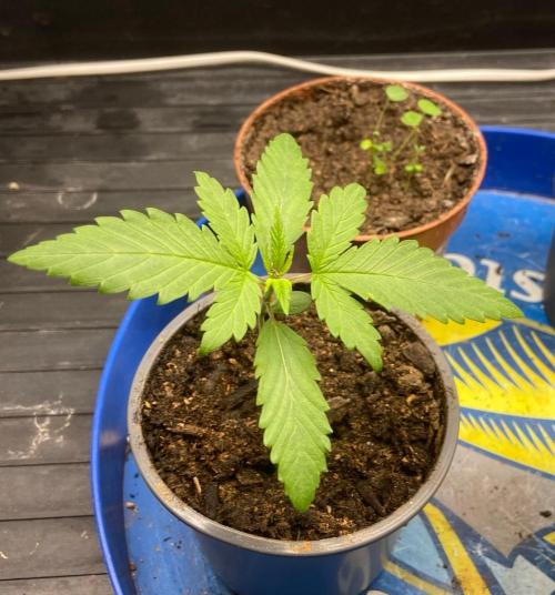 BoomChakalaka. Week 3