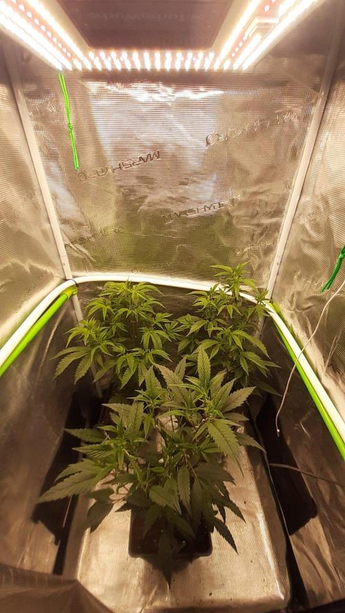 Wizard Trees Gan..ang (STS). Week 1 - Da kann der Gangbang beginnen 