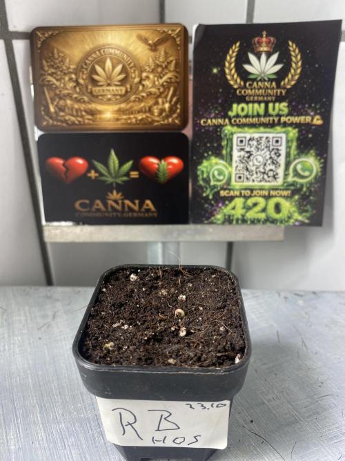 CCG House of Seeds. Week 0 - Sie zeigt langsam ihr Köpfchen 
