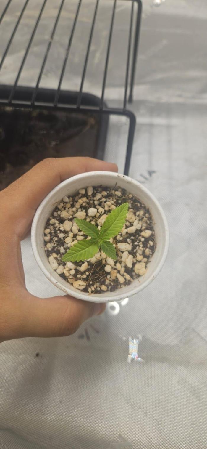 Deluxe Sugar Cane. Week 0