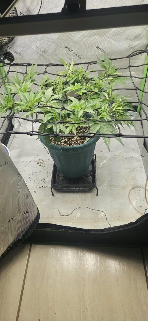 Deluxe Sugar Cane. Week 6