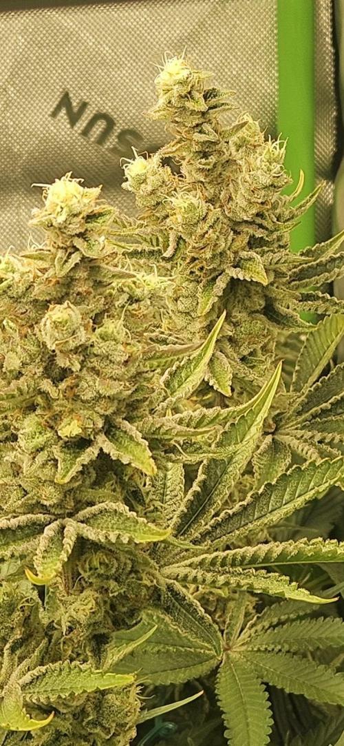 Deluxe Sugar Cane. Week 15