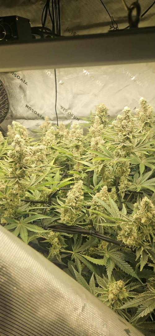 Deluxe Sugar Cane. Week 15