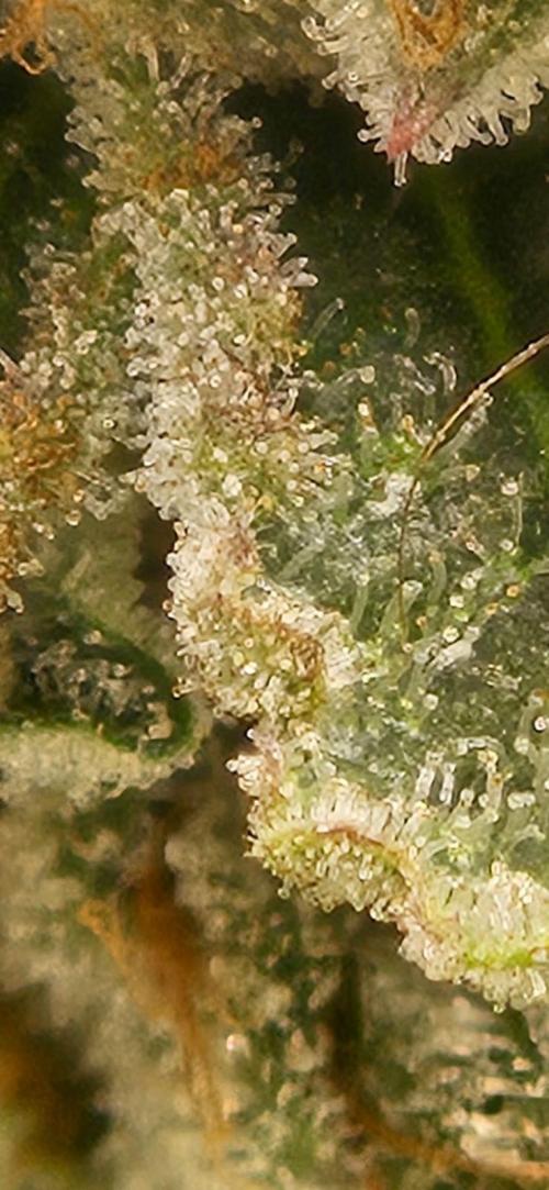 Deluxe Sugar Cane. Week 15