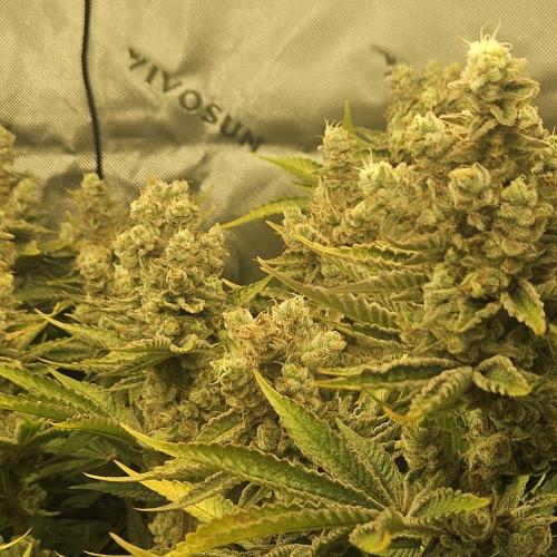 Deluxe Sugar Cane. Week 18