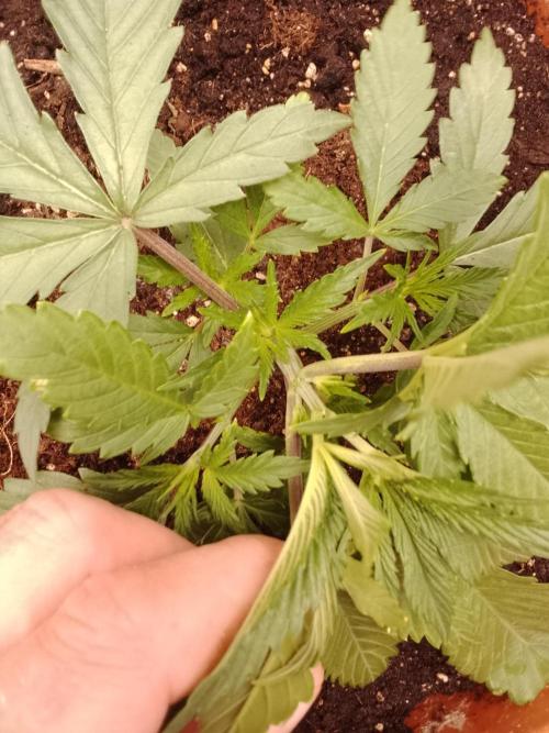 TSL2000 300W LED. Week 2