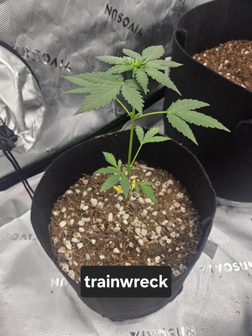 my first cannabis grow. Week 10 - July 2nd started growing tall (should've done low stress training)