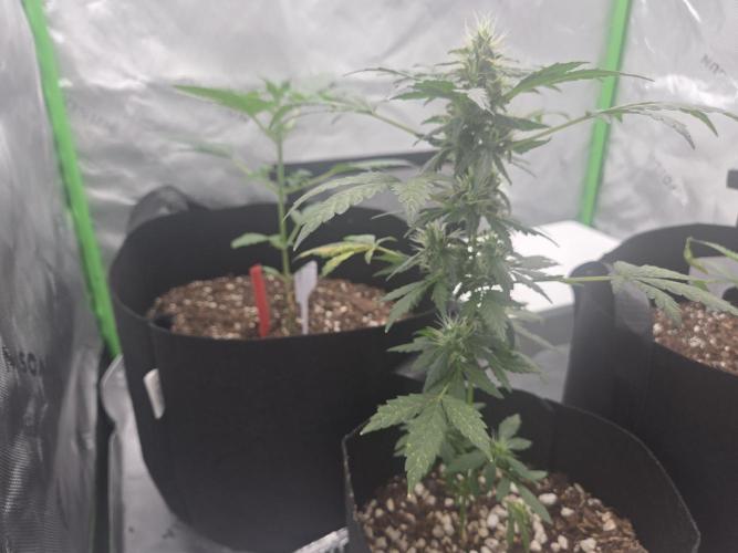 my first cannabis grow. Week 10 - july 26th was matching with gorilla z 