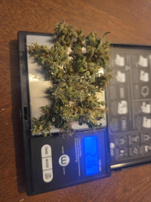my first cannabis grow. Week 30