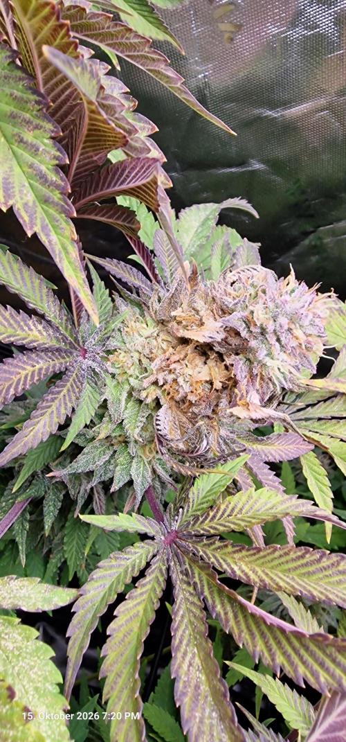 Papaya Sherbet. Week 2 - Bud Rot 