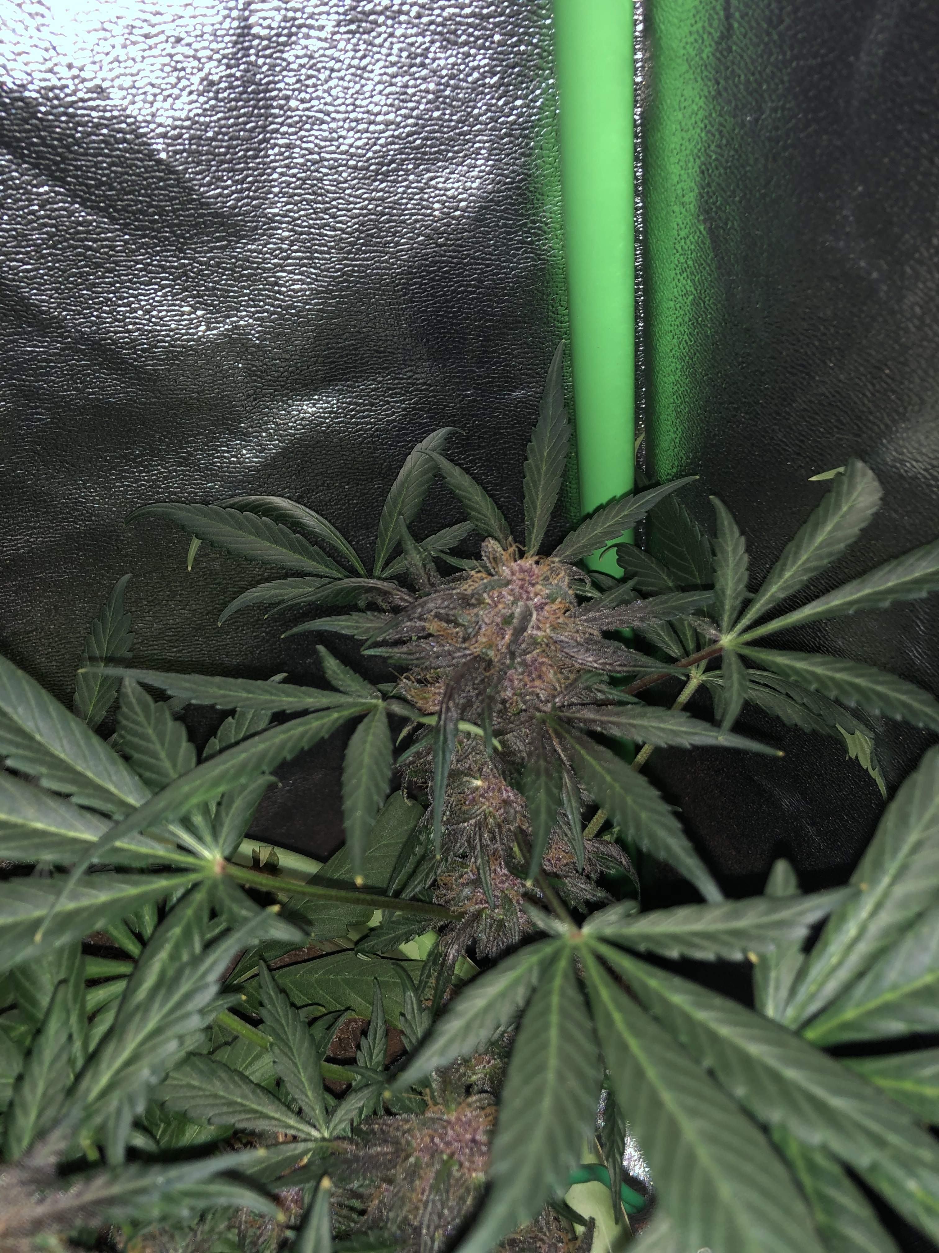 Fast Buds Purple Lemonade Auto grow diary (journal) week9 by Canweed GrowDiaries