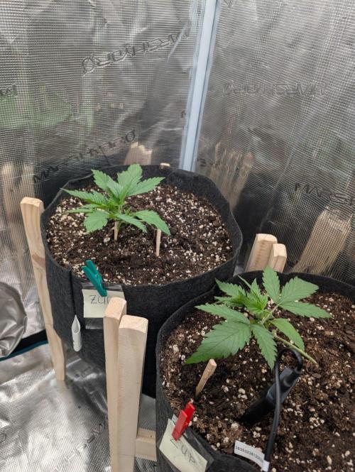 Z - UP flores start. Week 4