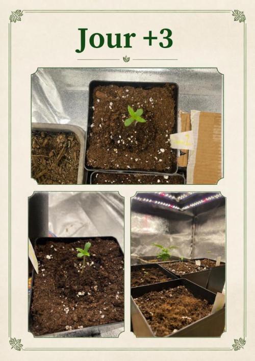 ztrawberriez. Week 0 - 70-80% humidité 
25 27°