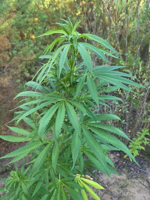 Outdoor Grow. Week 12