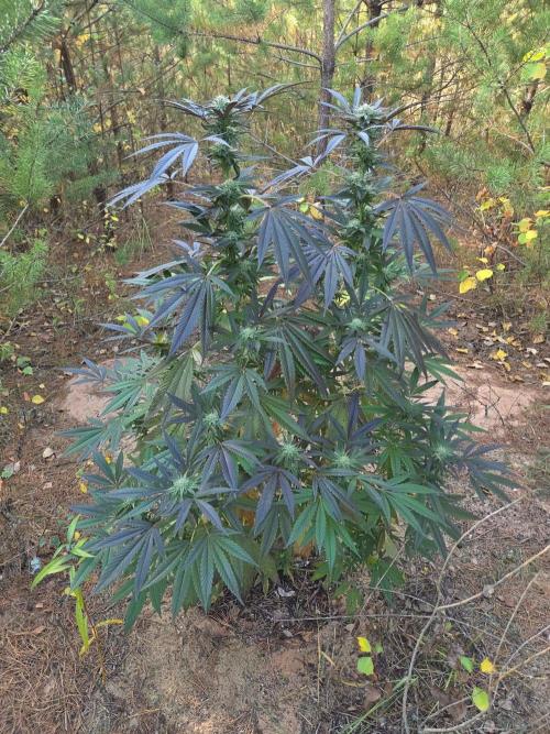 Outdoor Grow. Week 19