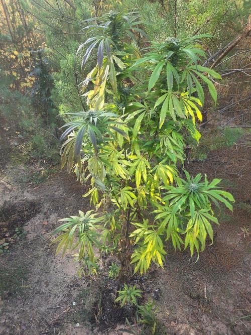 Outdoor Grow. Week 19