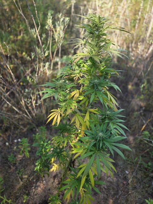 Outdoor Grow. Week 17