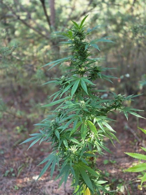 Outdoor Grow. Week 17