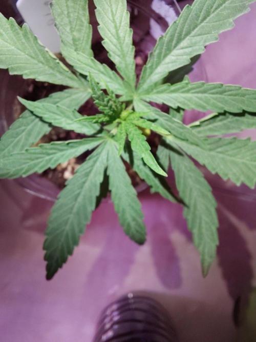 My Very Berry (veg). Week 2 - I won't defoliate much.