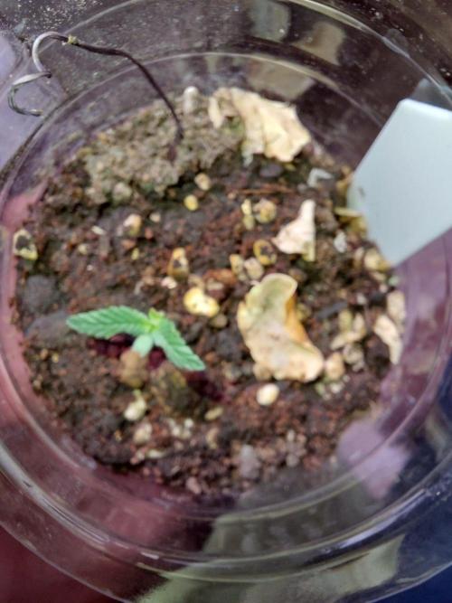 Columbian Landrace. Week 0 - Columbia 90 x Michoacan 78 x Colombian Gold. Some ants were feasting on it.