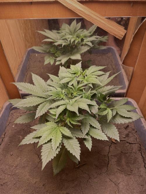 Purple Punch Auto (Fast Bud). Week 4 - 30/09/2026 