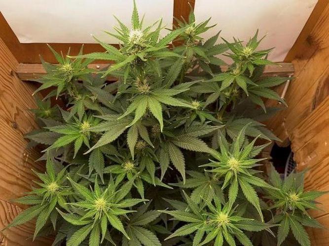 Purple Punch Auto (Fast Bud). Week 6 - •15/10/2026
•75cm