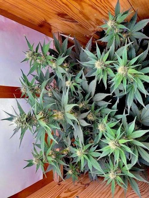 Purple Punch Auto (Fast Bud). Week 7 - •19/10/2026