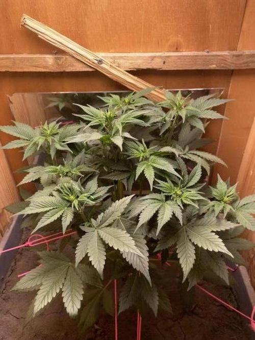 Purple Punch Auto (Fast Bud). Week 4 - 06/10/2026